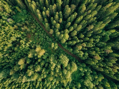 Aerial view of dense green forest.