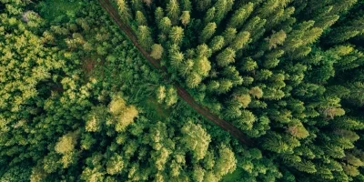 Aerial view of dense green forest.